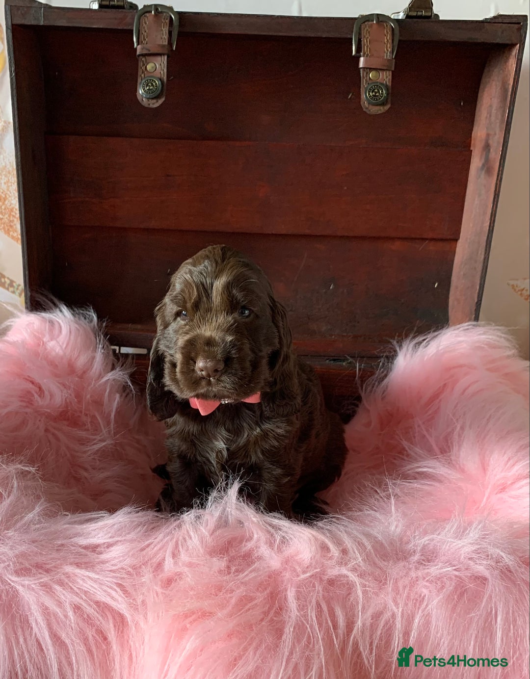 Cocker Spaniel dogs for sale: 5* LICENSED KC SHOW H/TESTED PUPPIES  - Image 28