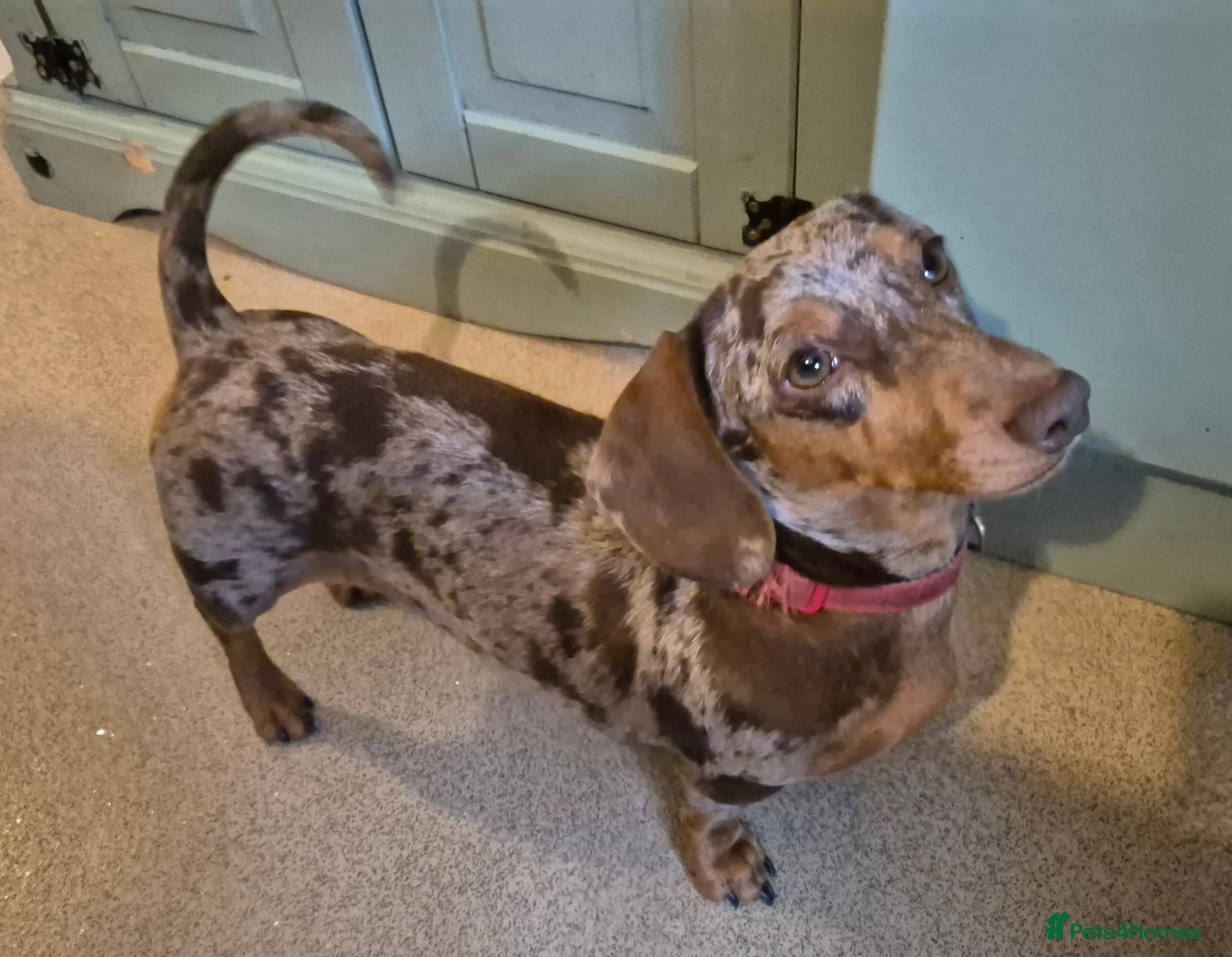 Miniature Dachshund dogs 3yr old chocolate dapple female - Advert 1
