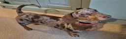 Miniature Dachshund dogs for sale: 3yr old chocolate dapple female - Advert 1
