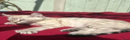 Keetso cats for sale: Superb very rare polydactyl curled eared keetsos  - Advert 5