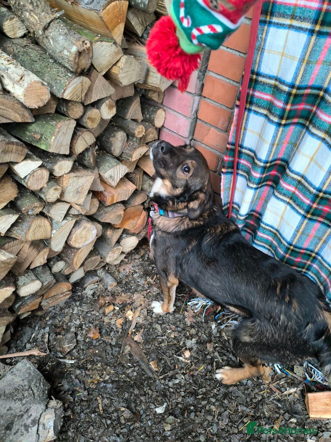 Mixed Breed dogs for adoption: 💙🐶 KOKOS 🐶💙 - Advert 14