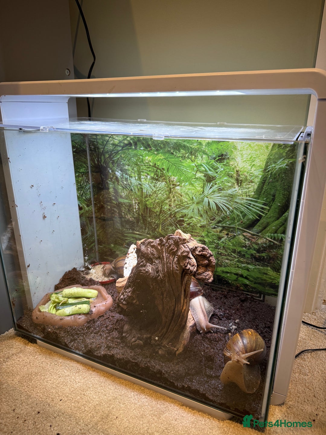 Snails invertebrates for sale: 3 x Giant African Snail with Tank, heaters & food - Image 2