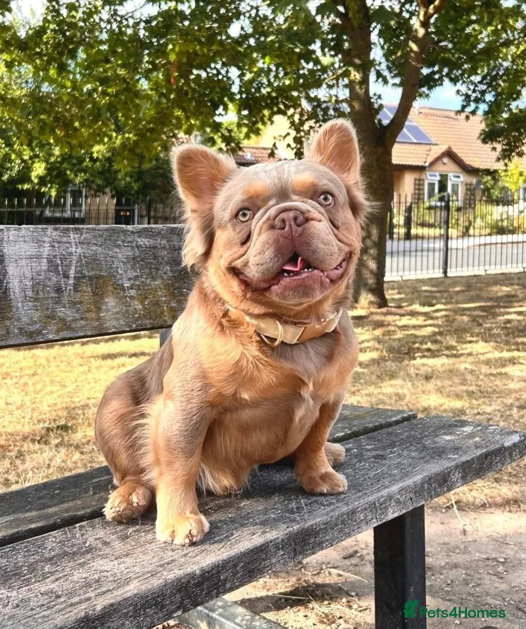 French Bulldog dogs for sale: Beautiful quality pups - Advert 2