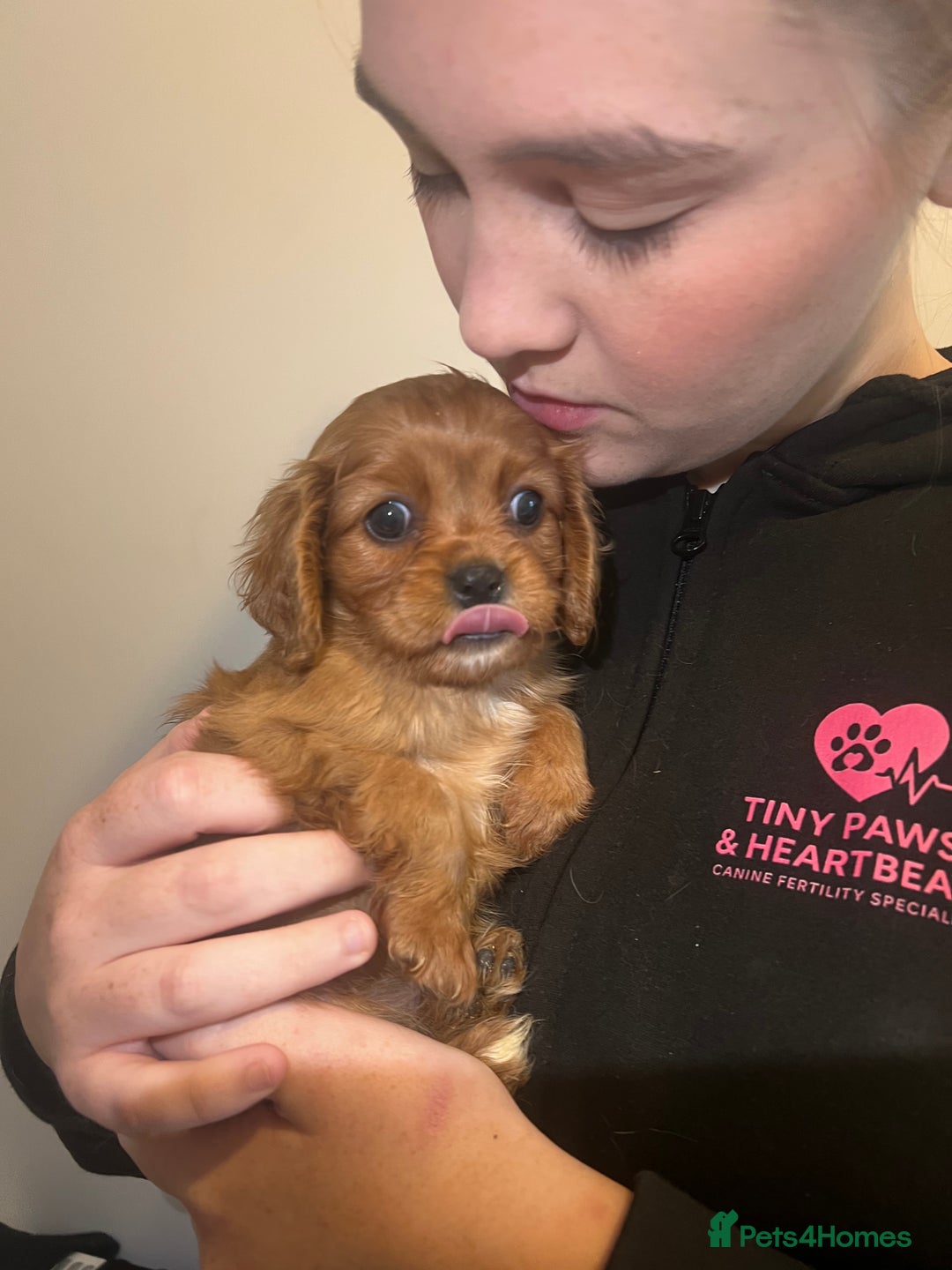Cavalier King Charles Spaniel dogs for sale: cavalier king charles spaniels 1 little girl left - Image 13