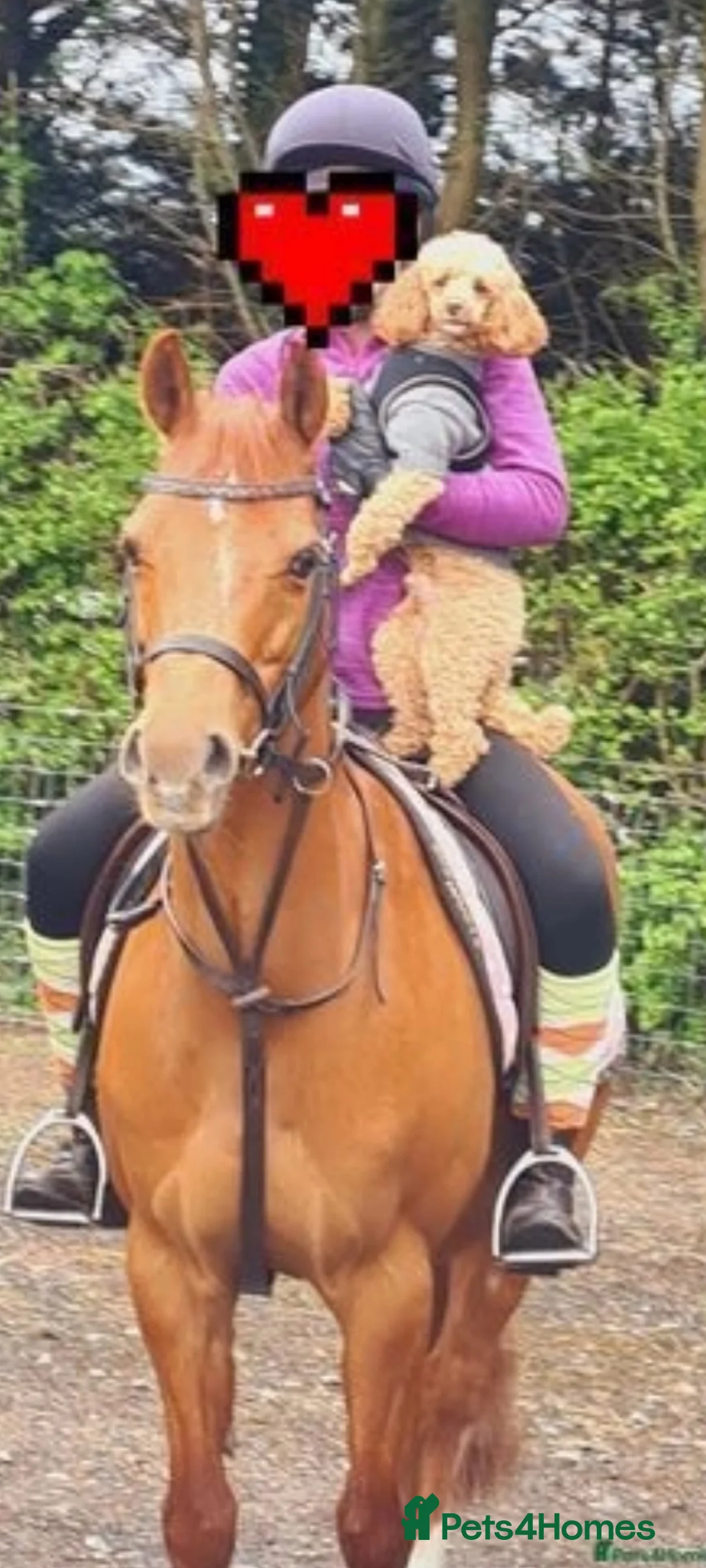 Toy Poodle dogs for stud: Toy Poodle Stud Proven!  in Manchester - Advert 4