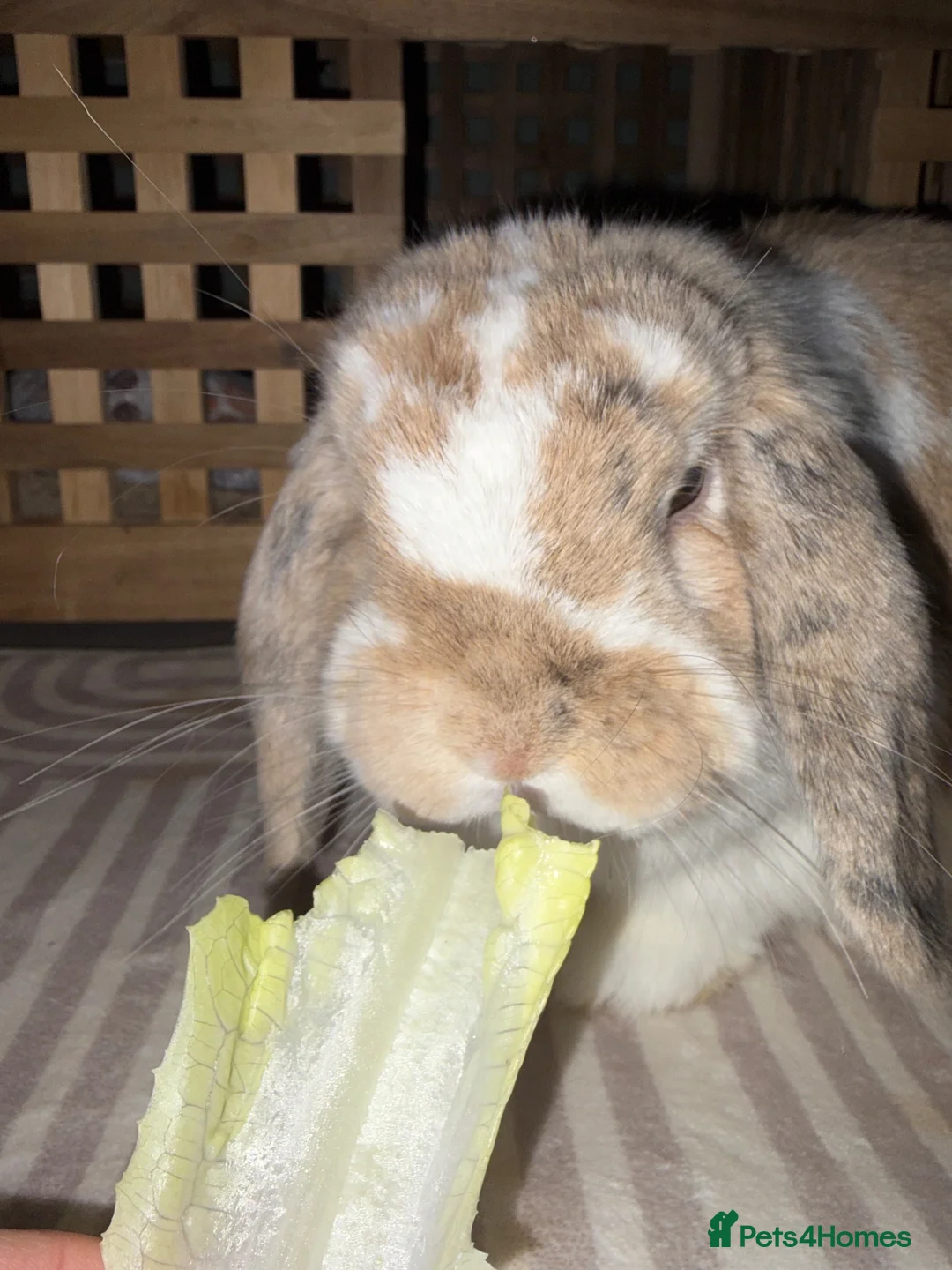 Mini Lop rabbits for sale: Ruby and Rupert  in Birkenhead - Advert 2