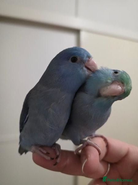 Parrots birds 🐦 Beautiful Healthy Budgies Available  - Advert 2