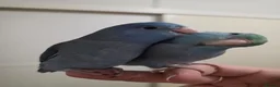 Parrots birds for sale: 🐦 Beautiful Healthy Budgies Available  in London - Advert 1