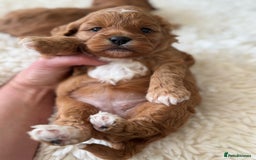 Cavapoo dogs for sale: Beautiful cavapoo puppies ❤️💙 - Image 12