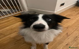 Border Collie dogs for stud: Stunning Entire Collie for Stud - Image 3