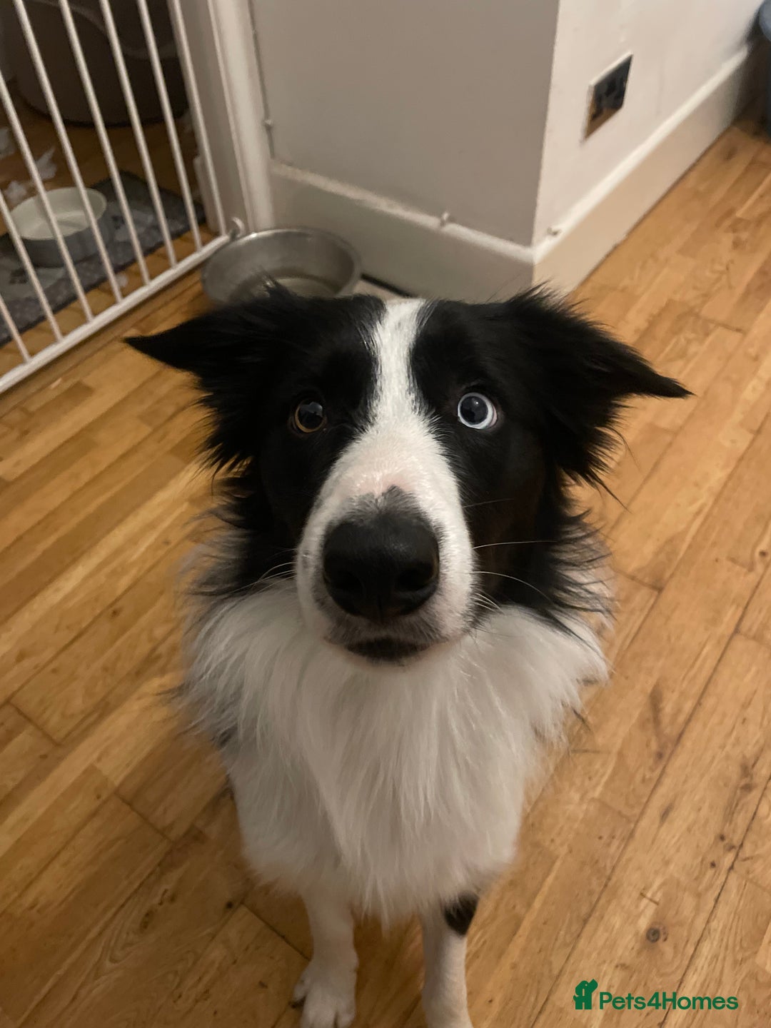 Border Collie dogs for stud: Stunning Entire Collie for Stud - Image 3
