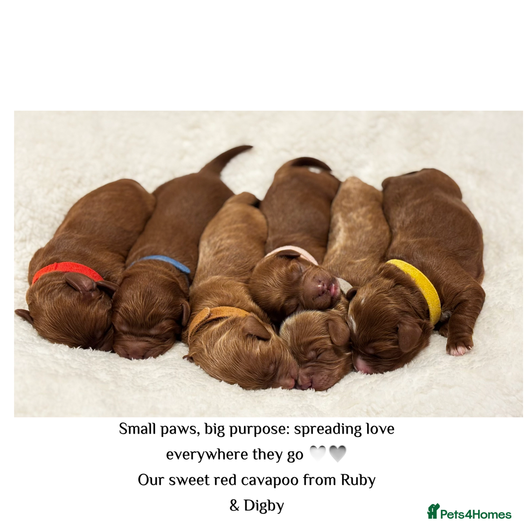 Cavapoo dogs for sale: Beautiful litter of F1 Cavapoo puppies  - Advert 1