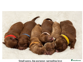Cavapoo dogs Beautiful litter of F1 Cavapoo puppies - Advert 6