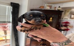 Miniature Dachshund dogs for sale: Miniature dachshund puppies - Image 14