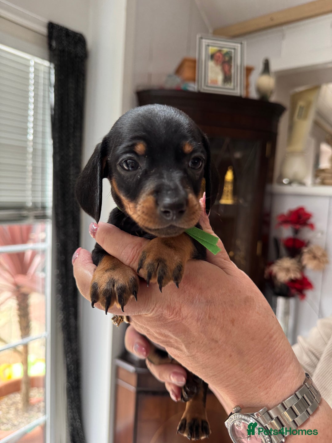 Miniature Dachshund dogs for sale: Miniature dachshund puppies - Image 14