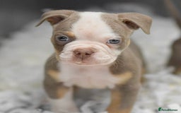 Old Tyme Bulldog dogs for sale: Why Settle for Less? 5⭐️Rated, 23 Years Experience - Image 11