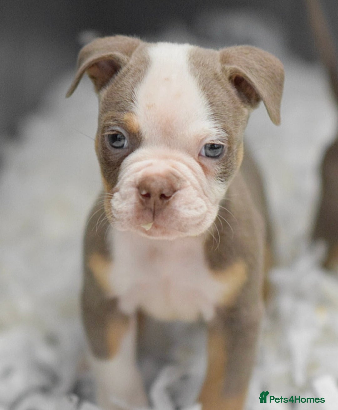 Old Tyme Bulldog dogs for sale: Why Settle for Less? 5⭐️Rated, 23 Years Experience - Image 11