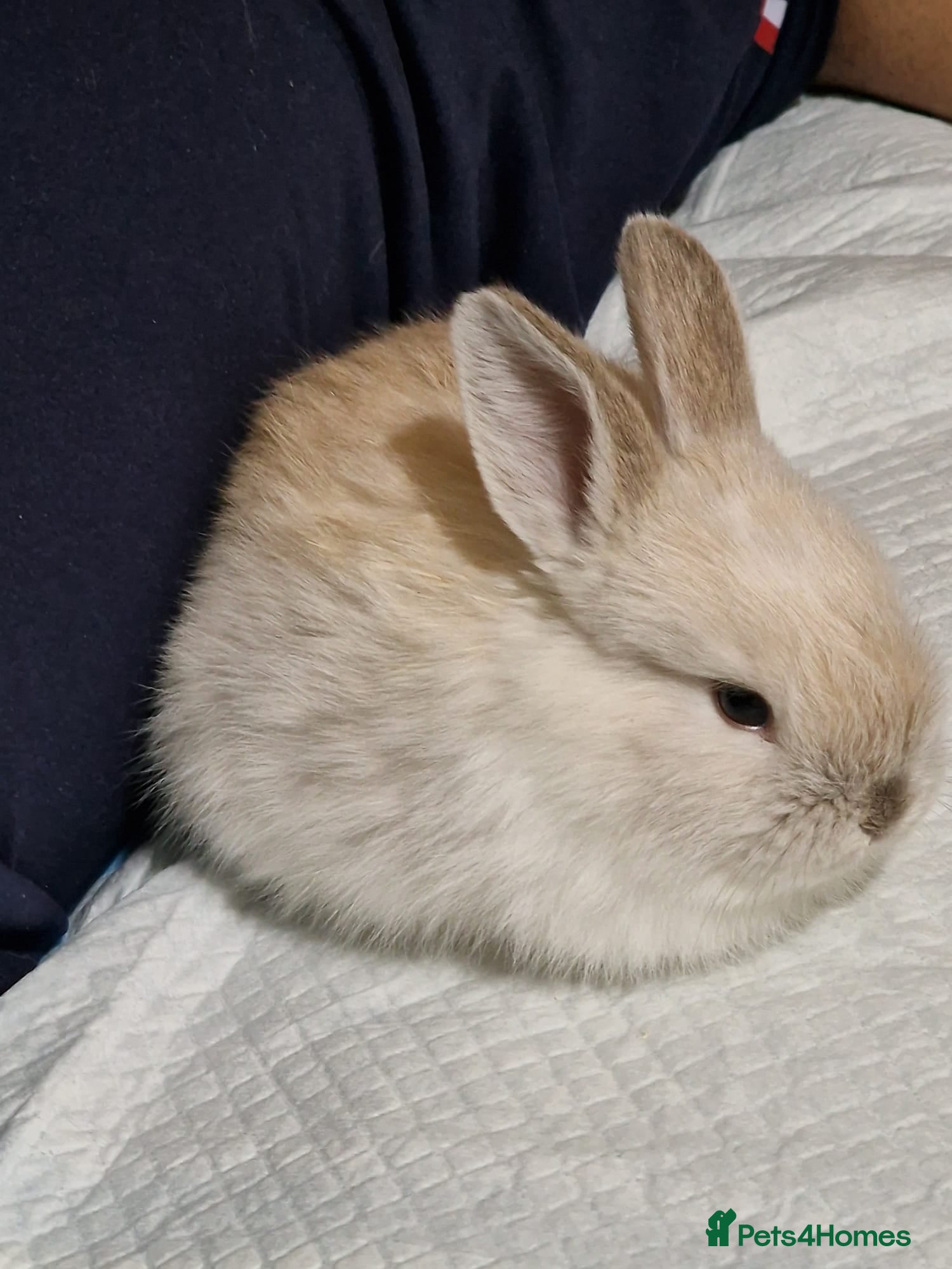 Mini Lop rabbits Adorable Rabbit Looking for a Loving Home 🐰 - Advert 13