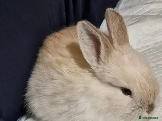 Mini Lop rabbits Adorable Rabbit Looking for a Loving Home 🐰 - Advert 13