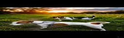 Jack Russell dogs for sale: Jack Russel puppies  - Advert 10