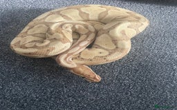 Python Snake reptiles for sale: Banana python with set up 3 years old  - Image 4