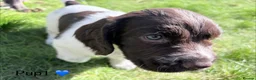 Cocker Spaniel dogs for sale: Cocker Spaniel puppies  in Orkney - Advert 19