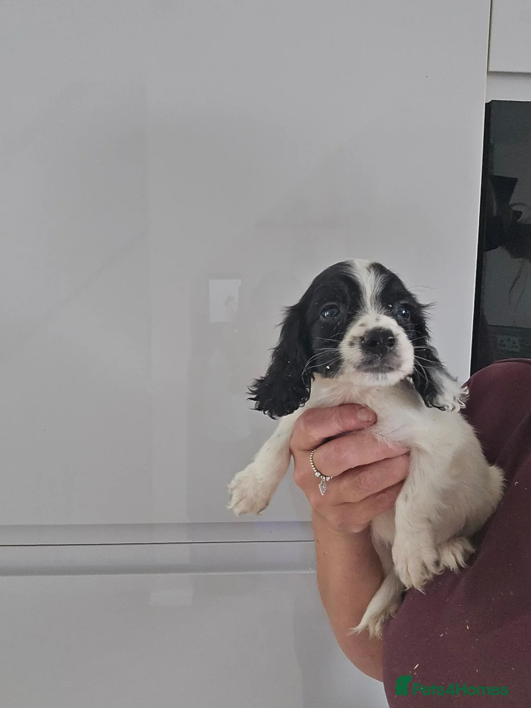 Sprocker dogs for sale: F1 sprocker pups - Advert 2