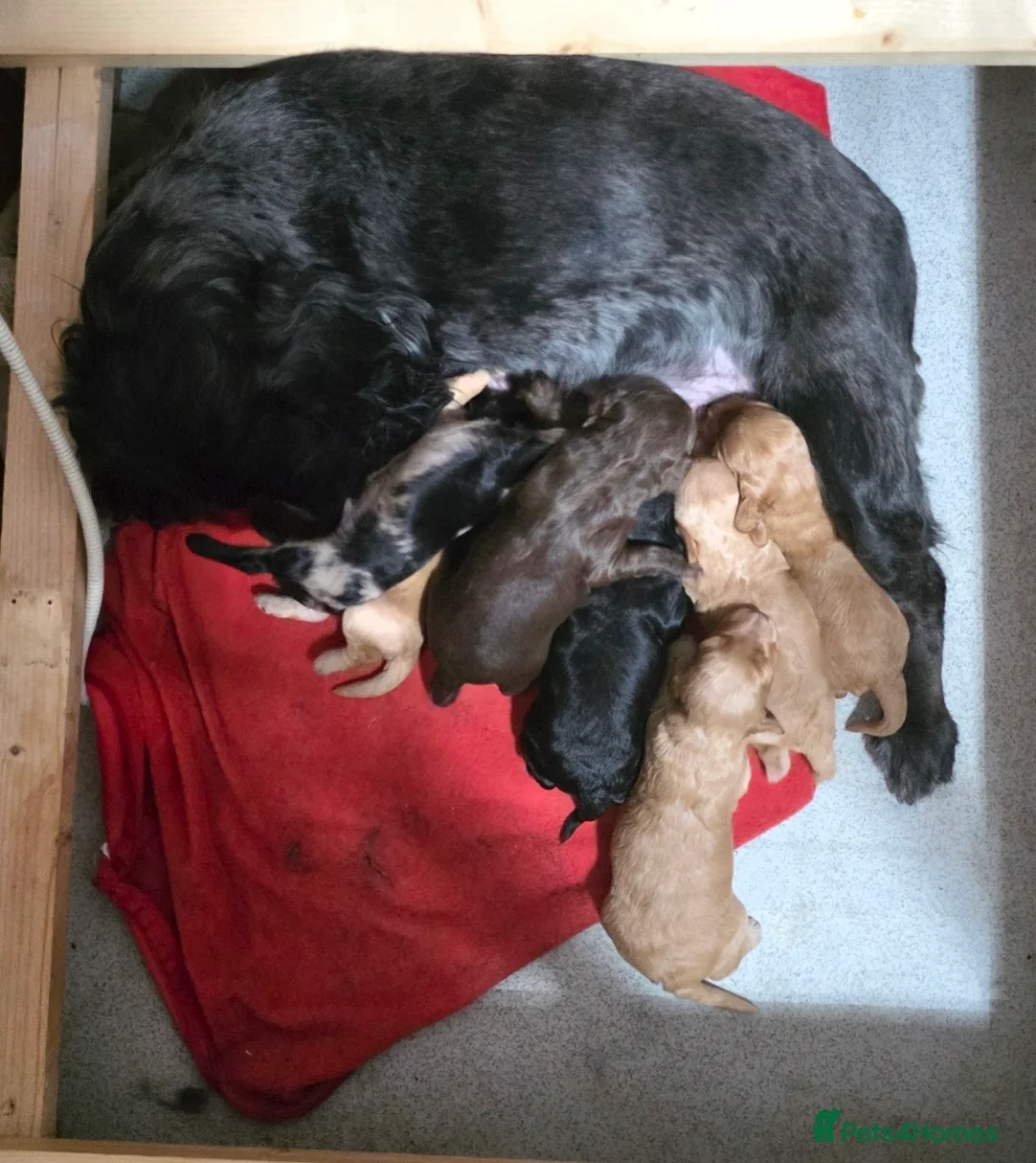 Cockapoo dogs for sale: 6 beautiful cockerpoos  - Advert 15