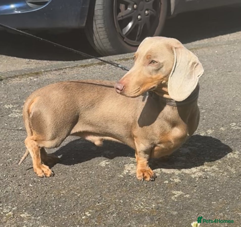 Miniature Dachshund dogs Isabella and Tan Male  - Advert 9