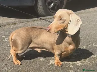 Miniature Dachshund dogs Isabella and Tan Male - Advert 2