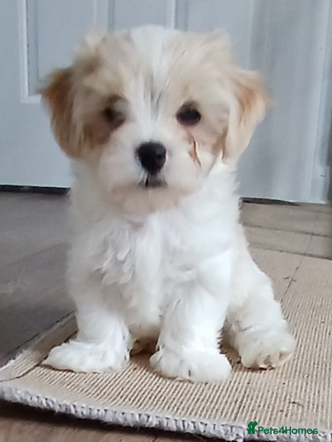 Cavachon dogs for sale: Beautiful Cavachon puppies  - Image 10