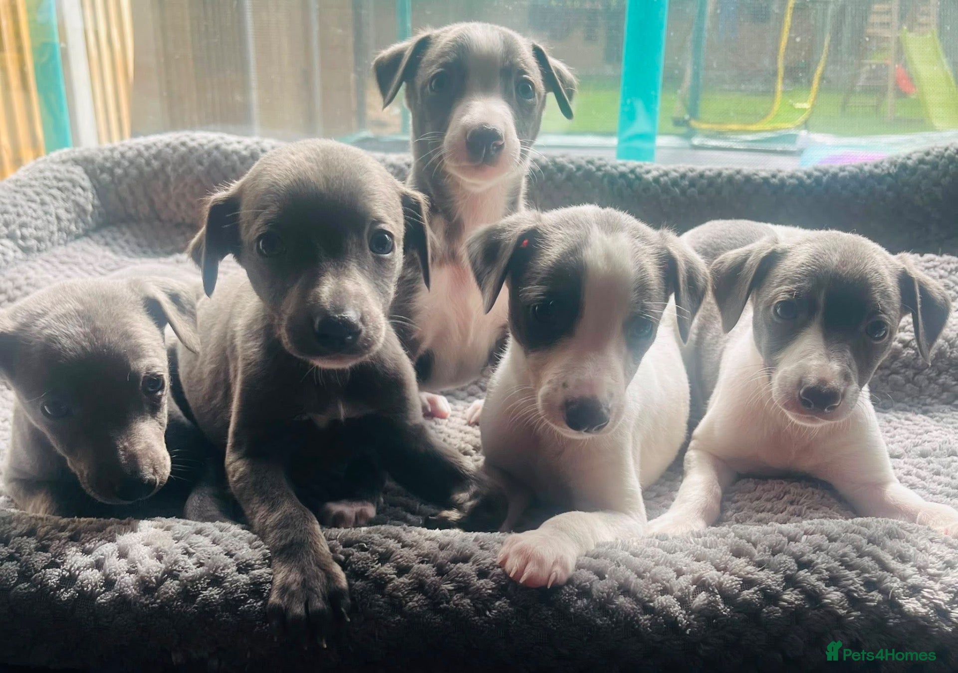 Whippet dogs Whippets ready from the 25th September  - Advert 1