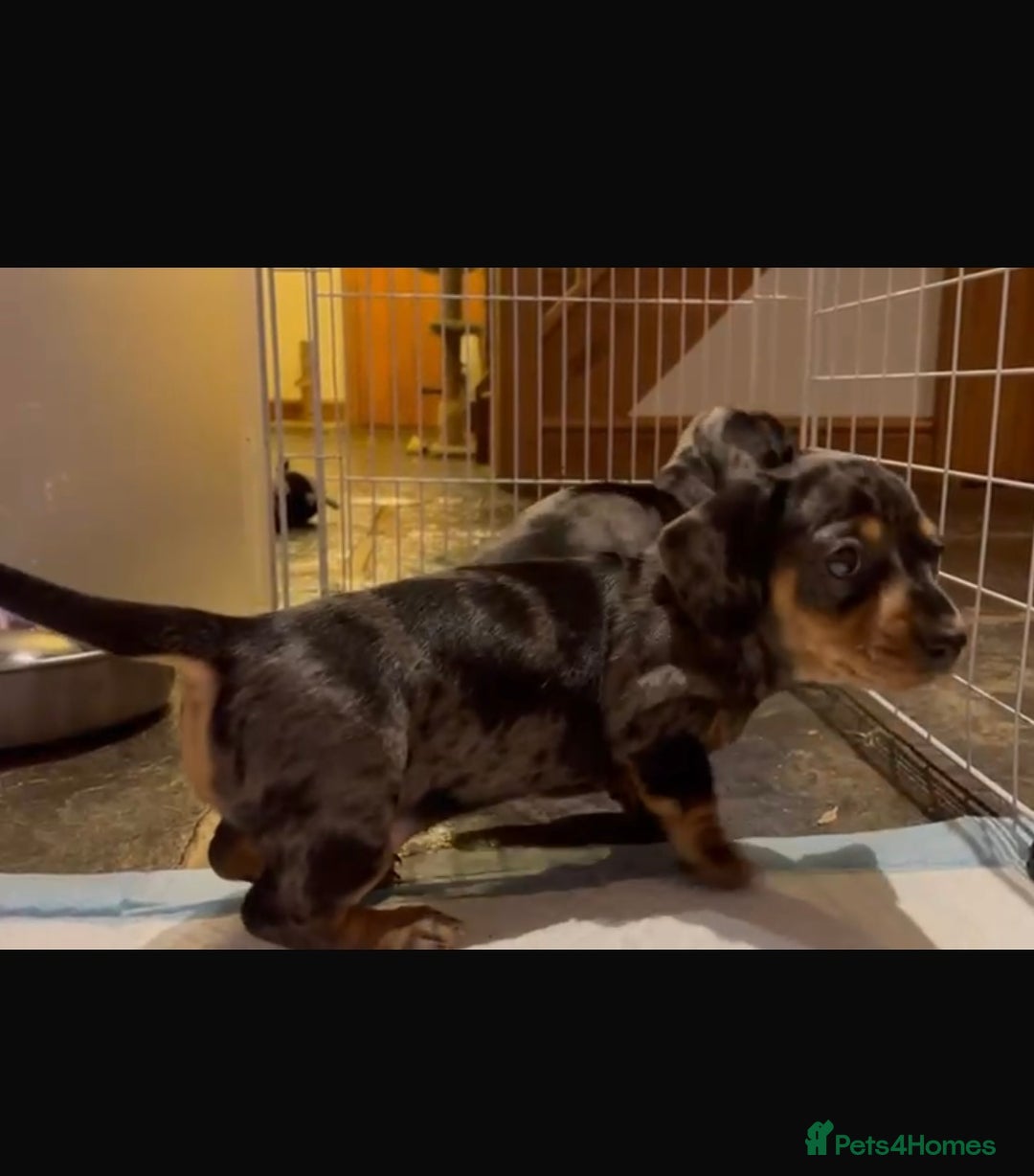 Miniature Dachshund dogs for sale: Stunning Pedigree KC Registered ready from 21 Dec - Advert 2