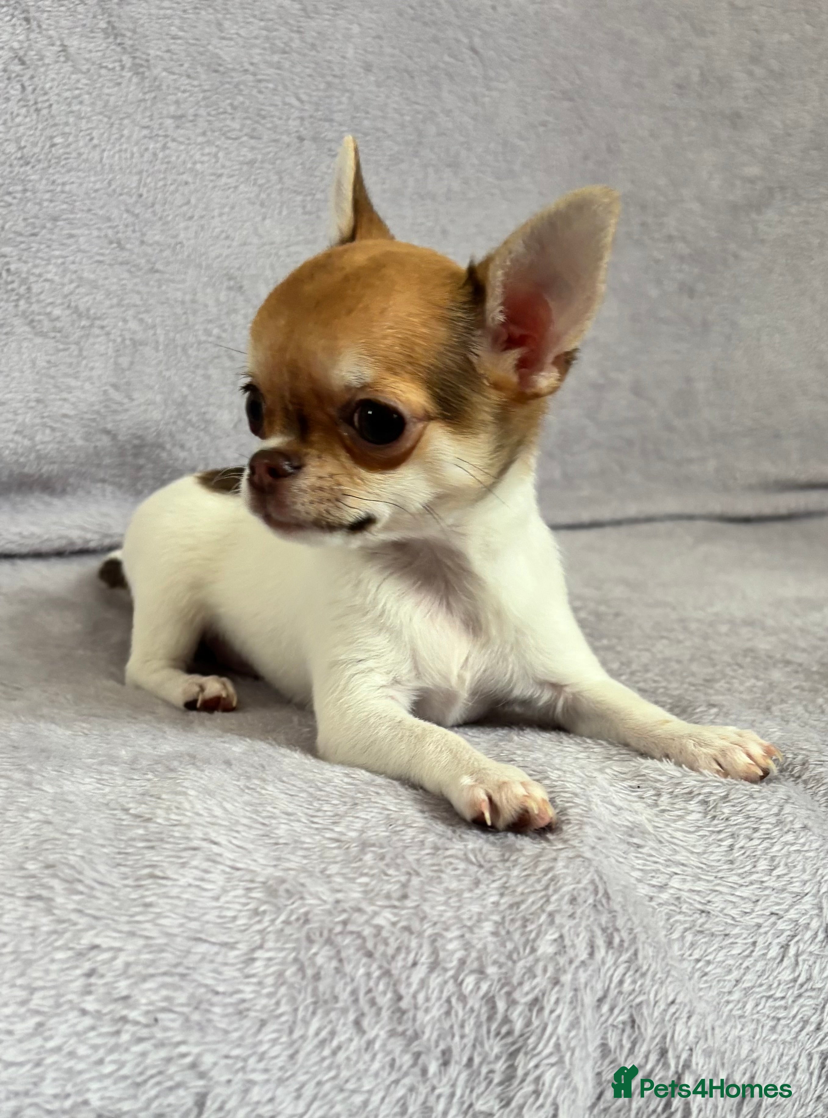 Chihuahua dogs Beautiful tiny puppies, Chihuahua - Advert 3