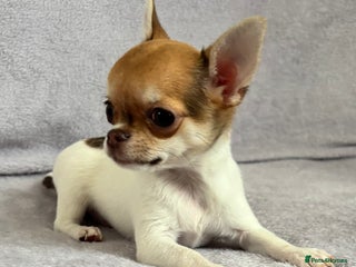 Chihuahua dogs Beautiful tiny puppies, Chihuahua - Advert 16