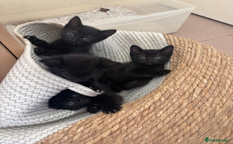 Bombay cats - Advert 1