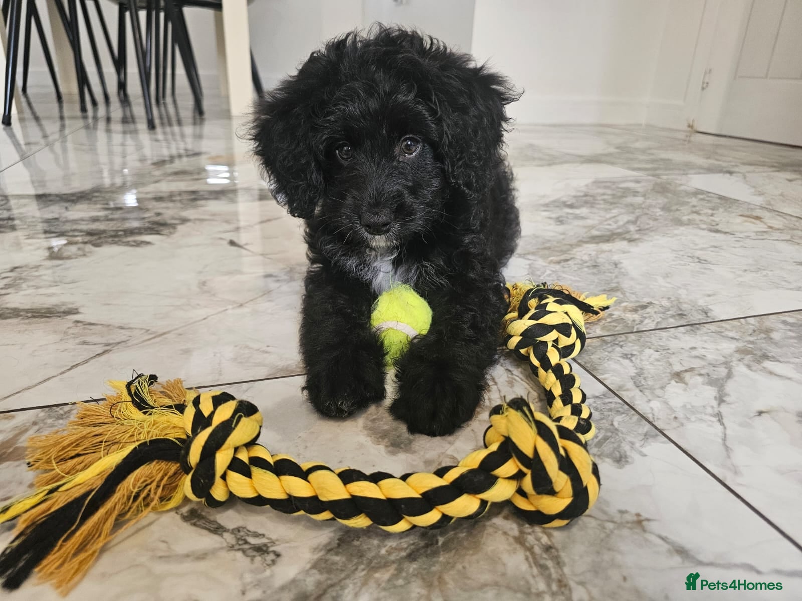 Bernedoodle dogs Bernedoodle F1B Ready to go . - Advert 4