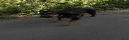 Cocker Spaniel dogs for sale: Gorgeous cocker puppy  in Morpeth - Advert 1