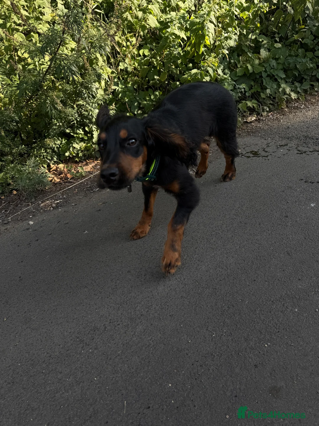 Cocker Spaniel dogs for sale: Gorgeous cocker puppy  in Morpeth - Advert 1