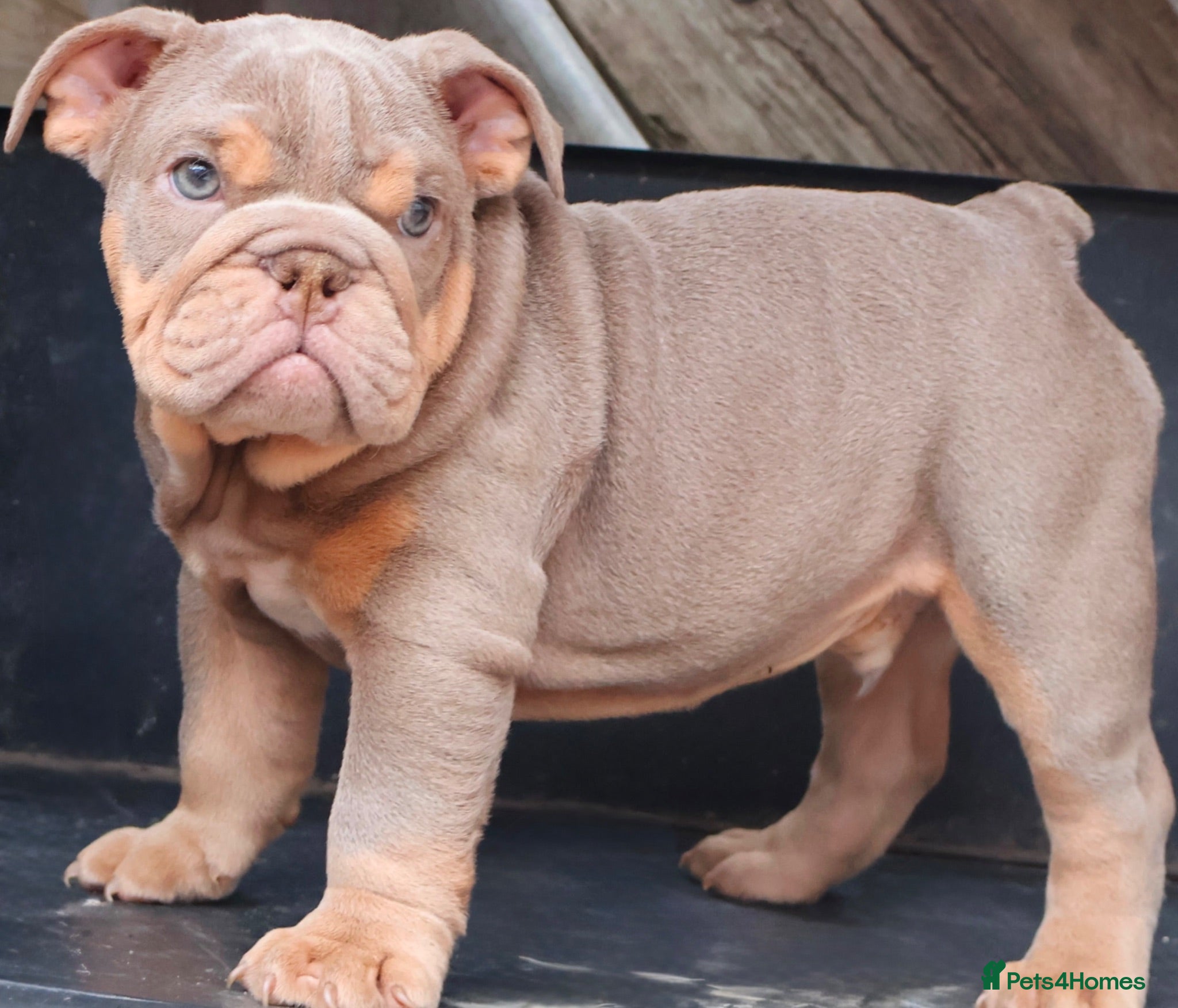 English Bulldog dogs DOLCExKOBE SHORT COMPACT MR MUCCLE BLOODLINE  - Advert 12