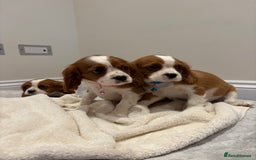 Cavalier King Charles Spaniel dogs for sale: Extensively health tested parent cavalier puppy’s  - Image 8