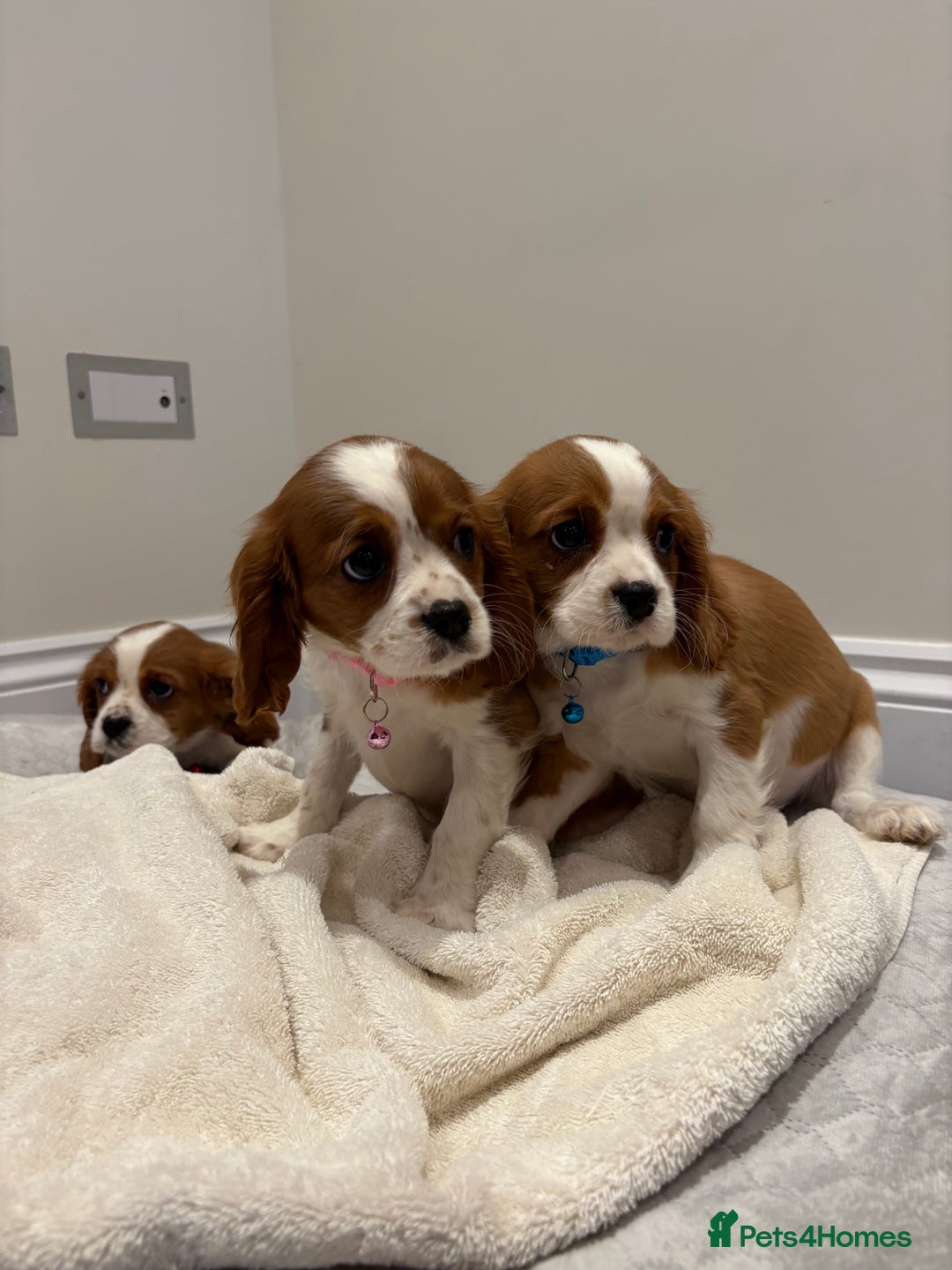 Cavalier King Charles Spaniel dogs for sale: Extensively health tested parent cavalier puppy’s  - Image 8