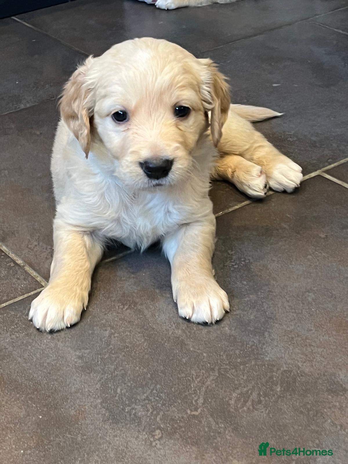 Golden Retriever dogs Kennel Club Registered Golden Retriever Puppies  - Advert 9