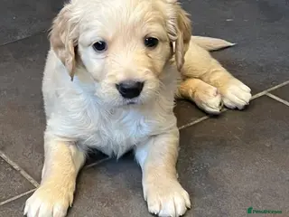 Golden Retriever dogs Kennel Club Registered Golden Retriever Puppies - Advert 9