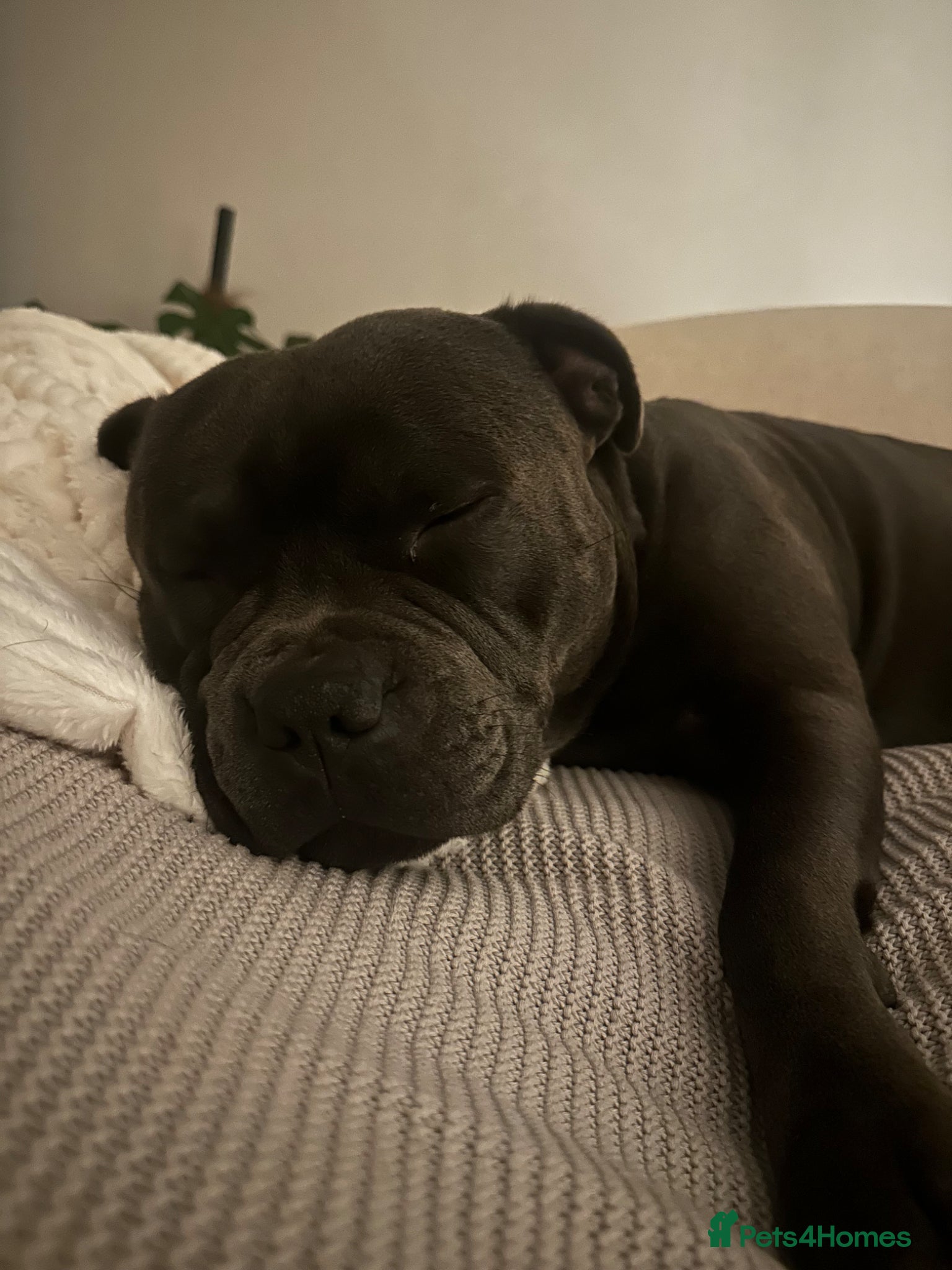 Staffordshire Bull Terrier dogs for stud: Blue Staffordshire Bull Terrier for Stud in Dundee - Advert 6
