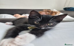 Domestic Shorthair cats for sale: Oreo  - Image 10