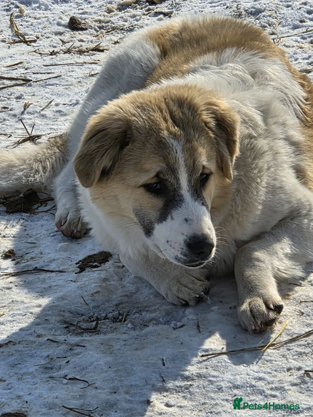 Mixed Breed dogs for adoption: LiA – Gentle, Observant & Full of Heart 💛🐾 - Advert 3