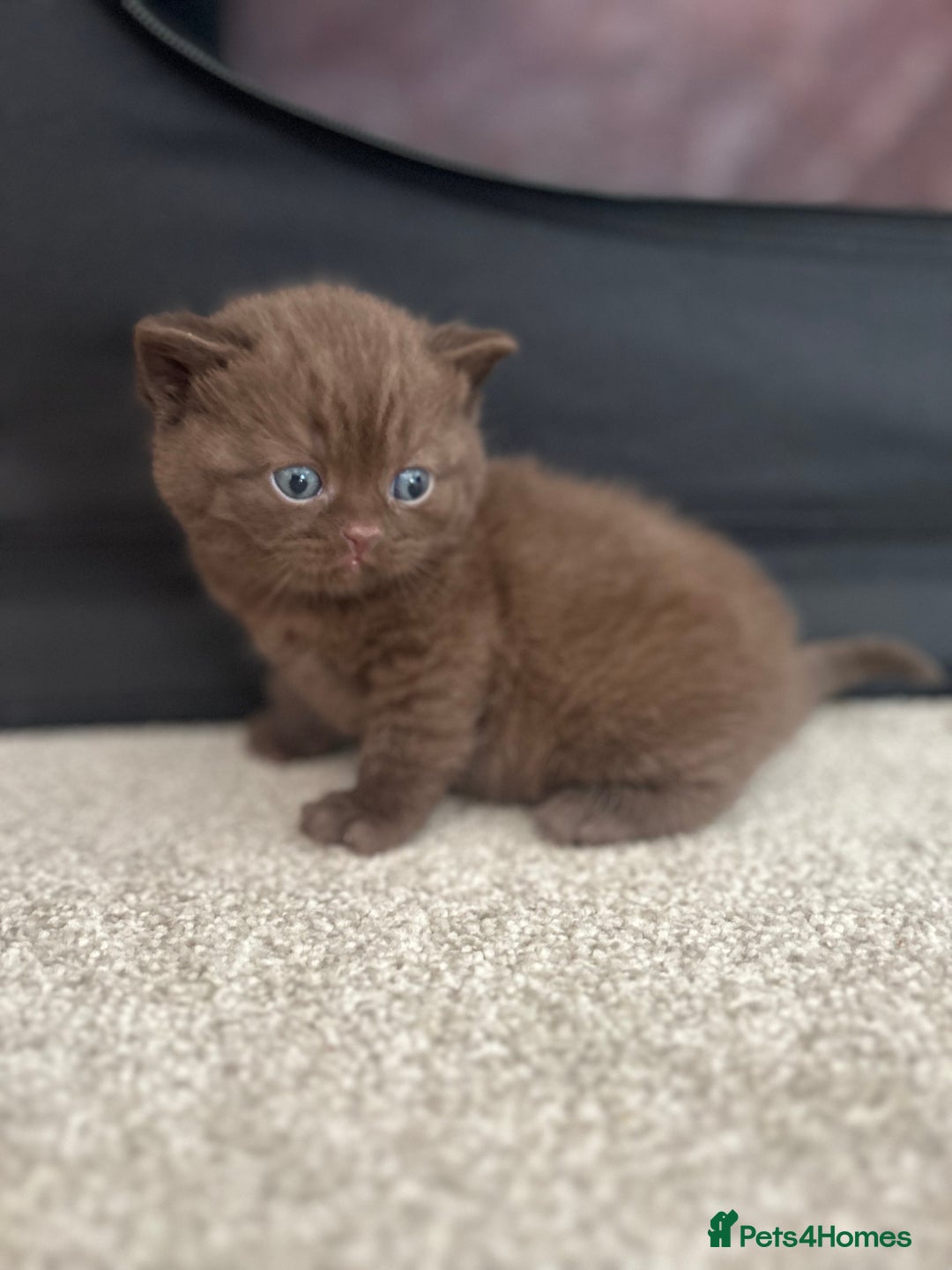 British Shorthair cats for sale: TICA Registered British Shorthair Kittens - Image 8