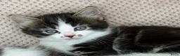 Mixed Breed cats for sale: Stunning 4 Tabby  Kittens Ready for Homes - Advert 24