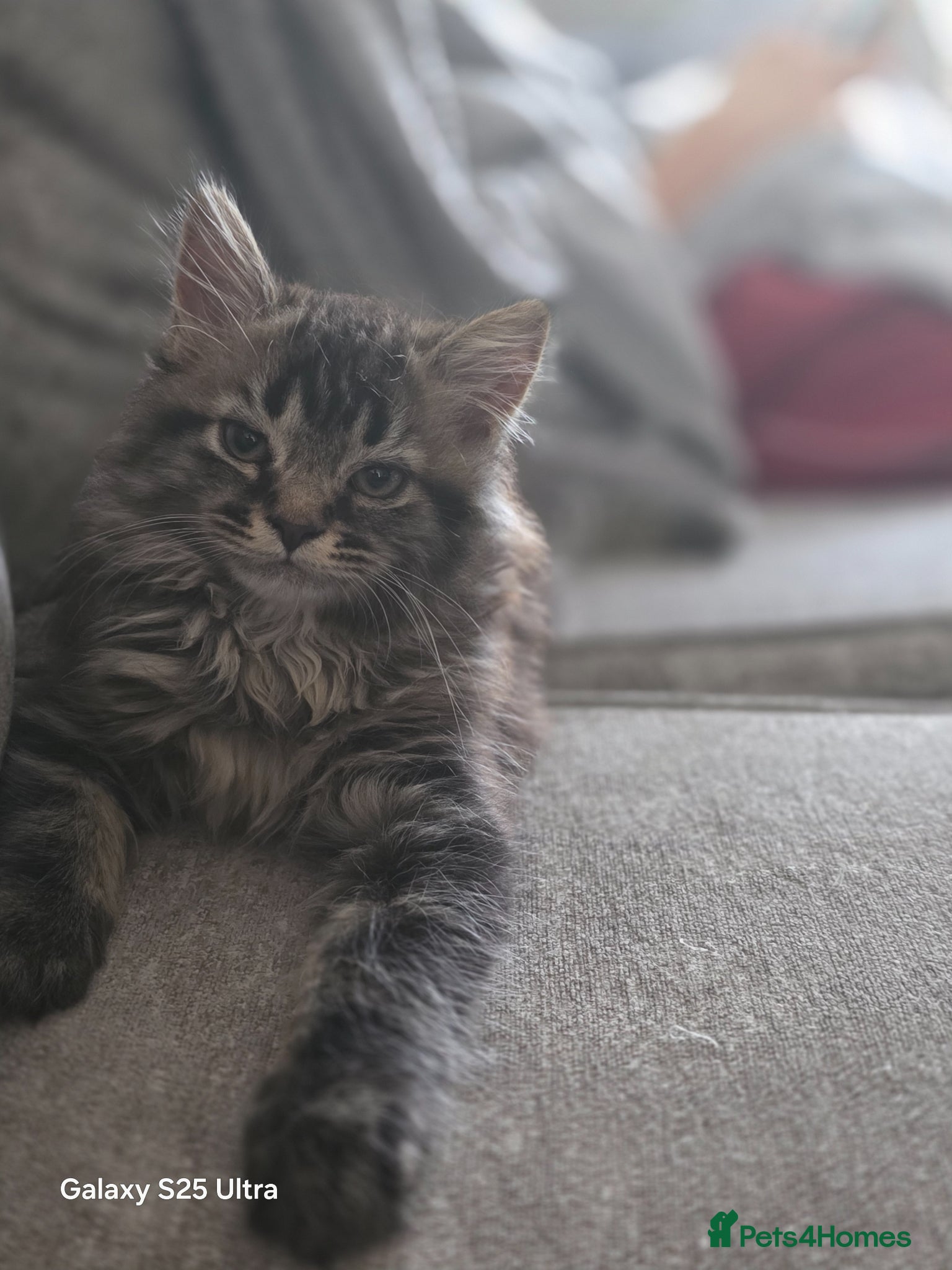 Maine Coon cats  Pure Maine coon kittens ready now 2 left 1b 1 g - Advert 17